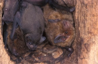 Foto: (NABU/D. Nill) Mückenfledermaus mit Jungen