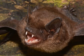 Foto: (NABu/E. Menz) Breitflügelfledermaus