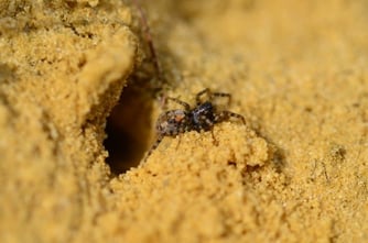 Foto: Bunter Sandwühlwolf