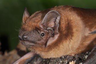 Foto:(NABU/E. Grimmberger) Großer Abendsegler