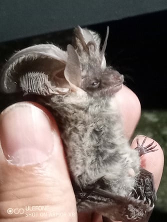 Graues Langohr v. Thomas Hübner