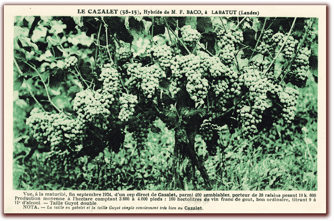 baco, françois, peyrehorade, orthe, landes, aquitaine, dax, adour, belus, labatut, greffe, greffon, phylloxera, armagnac, vignoble, instituteur, hybride, hybridation, viticulture, hudson