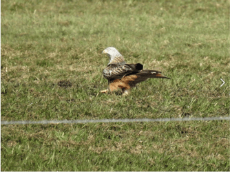 Foto: Marion Zöller / NABU Euskirchen