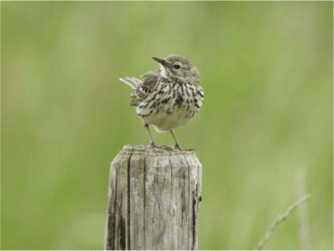 Foto: Marion Zöller / NABU Euskirchen