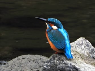 Foto: Holger Kirschner