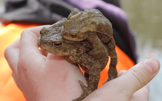 Foto: Erdkröte auf der Hand, Maria Ruland