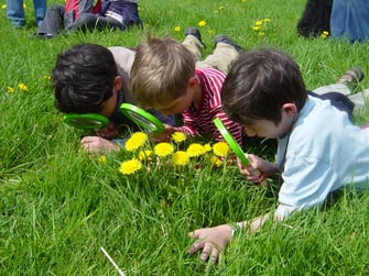 Löwenzahnforscher Foto: U. Dopheide