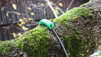 Ein zusätzlicher Schutz für den Baum