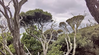 Le Kanuka et la lumière des cimes