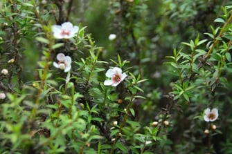 Photo de plusieurs fleurs de Manuka de Nouvelle-Zélande en pleine période de floraison