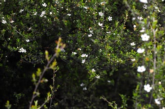 Photo d'une forêt d'arbre à thé de Manuka avec des fleurs de Manuka en pleine floraison