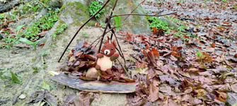 Das Eichhörnchen grüßt vom Walderlebnis-Tag, Foto: F. Wieser