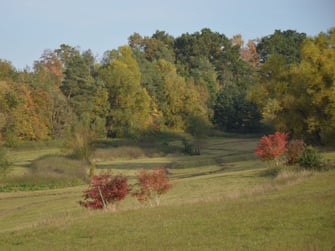 Eine weite grüne Wiesenfläche, die mit grünen und roten Laubbäumen bestückt ist