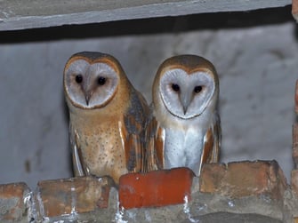 Zwei Schleiereulen sitzen in der Nische einer Burgmauer