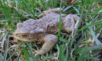 Erdkröte © B. Seifert