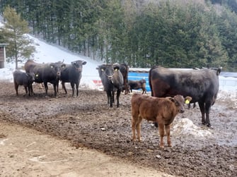畜産農家　飛騨牛
