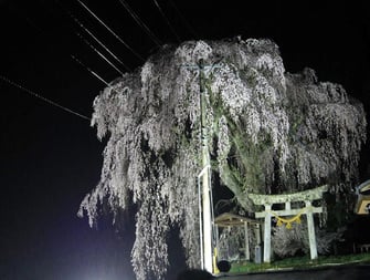天満神社の枝垂れ桜