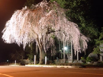 薬師堂の枝垂れ桜