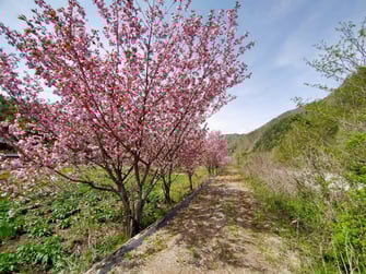 秋神川・西洞川の八重桜