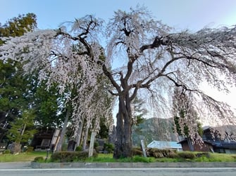薬師堂の枝垂れ桜
