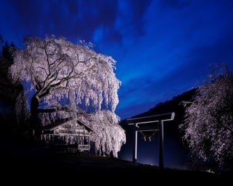 浅井神明神社の枝垂れ桜