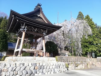 宝蓮寺の阿弥陀桜