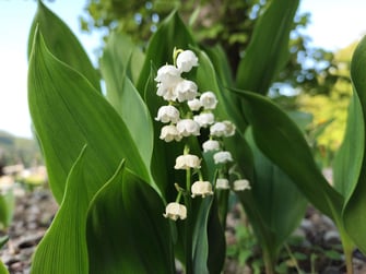 うるし塚すずらん公園