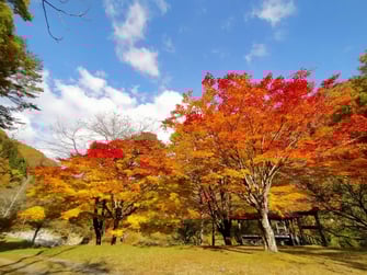 カクレハ高原の紅葉