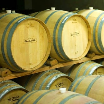 Alto de la Ballena Cuvée Reserva Tannat Viognier Merlot Cabernet Franc Uruguay Wein Rotwein Neue Welt Südamerika