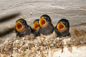 Rauchschwalben (c) Dieter Rauer