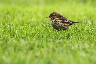 Wiesenpieper (c) Claudia Becher/LBV-Archiv