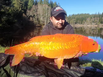 Koï étang de la Prade