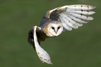 Schleiereule, Hans Clausen, LBV-Archiv