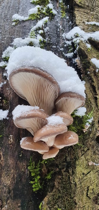 Foto: Josef Schieder