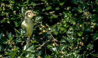 Gelbspötter, LBV Bayern, Carl-Peter-Herbolzheimer, Flickr