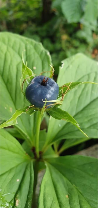 Foto: Josef Schieder