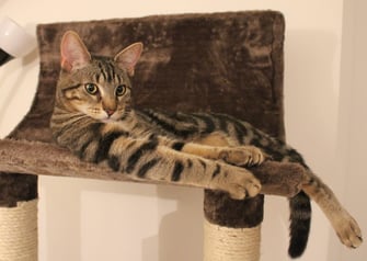 comment choisir son arbre a chat