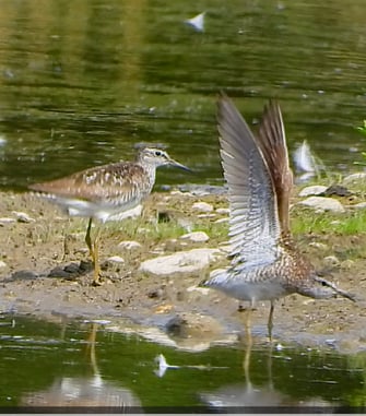 Bruchwasserläufer - Foto: Peter Griegel