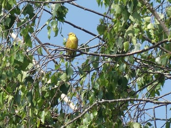 Goldammer in Kleinkitzighofen - Foto: Lou Fischer