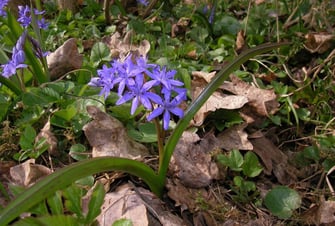 Zweiblättriger Blaustern (Scilla bifolia) ©Hans Seitz