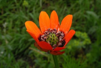 Sommeradonis (Adonis aestivalis)  ©Hans Seitz