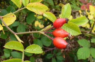 Hagebutten von Rosa micrantha  ©Heinrich Beigel