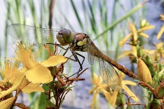 Libelle  ©Penelope Meyer