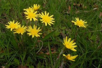 Niedrige Schwarzwurzel (Scorzonera humilis) Oberntief ©Hans Seitz