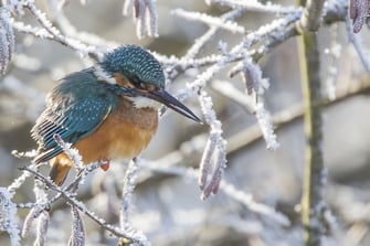 Eisvogel im Winter ©Ralph Sturm; LBV Bildarchiv