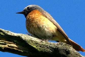 Gartenrotschwanz  ©Wolfgang Meyer