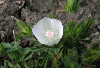 Rauer Eibisch (Althea hirsuta) Weinberg bei Ingolstadt; ©Hans Seitz