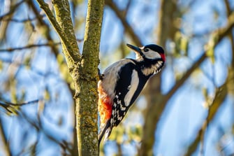 Buntspecht  © Siegfried Klafschinski