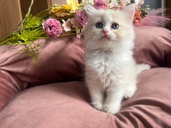 ミヌエット　仔猫　販売　京都　長毛