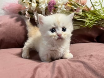 ミヌエット　仔猫　販売　京都　長毛